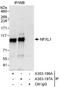 Nuclear Transcription Factor, X-Box Binding Like 1 antibody, A303-196A, Bethyl Labs, Immunoprecipitation image 