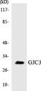 Gap Junction Protein Gamma 3 antibody, LS-C291993, Lifespan Biosciences, Western Blot image 