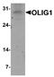 Oligodendrocyte Transcription Factor 1 antibody, A06108, Boster Biological Technology, Western Blot image 