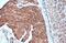 Desmin antibody, GTX103557, GeneTex, Immunohistochemistry paraffin image 