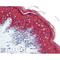 Keratin 10 antibody, IQ293, Immuquest, Western Blot image 