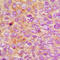 IQ Motif Containing B1 antibody, LS-C353188, Lifespan Biosciences, Immunohistochemistry frozen image 