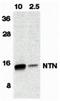 Neurturin antibody, orb74319, Biorbyt, Western Blot image 