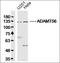 ADAM Metallopeptidase With Thrombospondin Type 1 Motif 6 antibody, orb312167, Biorbyt, Western Blot image 