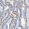 Dynein light chain 1, cytoplasmic antibody, PA5-53635, Invitrogen Antibodies, Immunohistochemistry frozen image 