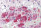 Calmodulin antibody, MBS245387, MyBioSource, Immunohistochemistry frozen image 
