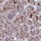 APOBEC1 Complementation Factor antibody, NBP2-33412, Novus Biologicals, Immunohistochemistry frozen image 