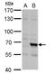 F-Box And Leucine Rich Repeat Protein 4 antibody, NBP1-84727, Novus Biologicals, Western Blot image 
