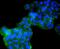 G2/mitotic-specific cyclin-B2 antibody, NBP2-67749, Novus Biologicals, Immunocytochemistry image 