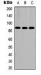 FAST Kinase Domains 5 antibody, LS-C354356, Lifespan Biosciences, Western Blot image 