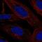 Lamin Tail Domain Containing 2 antibody, PA5-67314, Invitrogen Antibodies, Immunofluorescence image 