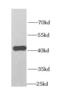 OXA1L Mitochondrial Inner Membrane Protein antibody, FNab06048, FineTest, Western Blot image 