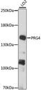 Proteoglycan 4 antibody, 16-021, ProSci, Western Blot image 