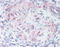 Motilin receptor antibody, TA340813, Origene, Immunohistochemistry frozen image 