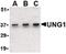 UNG1 antibody, PA5-20264, Invitrogen Antibodies, Western Blot image 