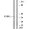 FK506-binding protein-like antibody, A07684, Boster Biological Technology, Western Blot image 