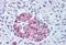Protein Wnt-10a antibody, MBS243419, MyBioSource, Immunohistochemistry paraffin image 