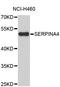 Serpin Family A Member 4 antibody, STJ25483, St John