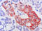 MAS Related GPR Family Member X2 antibody, AM26724PU-N, Origene, Immunohistochemistry frozen image 