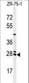 N-acetyltransferase 8 antibody, LS-C164757, Lifespan Biosciences, Western Blot image 