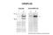 Cysteine Rich Secretory Protein LCCL Domain Containing 2 antibody, ARP50001_P050, Aviva Systems Biology, Western Blot image 