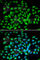 Methyl-CpG Binding Protein 2 antibody, A5694, ABclonal Technology, Immunofluorescence image 