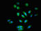 Raftk antibody, orb401028, Biorbyt, Immunofluorescence image 