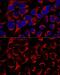 OCIA Domain Containing 1 antibody, GTX65565, GeneTex, Immunofluorescence image 
