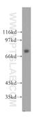 C-Maf Inducing Protein antibody, 12851-1-AP, Proteintech Group, Western Blot image 
