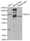 Histone Deacetylase 9 antibody, abx001277, Abbexa, Western Blot image 