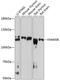 Protein FAM65B antibody, GTX66562, GeneTex, Western Blot image 