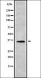 Putative olfactory receptor 56B2 antibody, orb336416, Biorbyt, Western Blot image 