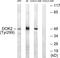 Docking Protein 2 antibody, LS-C117334, Lifespan Biosciences, Western Blot image 