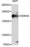 Lysine Demethylase 3A antibody, LS-C747205, Lifespan Biosciences, Western Blot image 