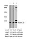 Galectin 7B antibody, AP20556PU-N, Origene, Western Blot image 