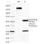 Forkhead Box A1 antibody, 33-660, ProSci, Immunofluorescence image 