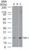 Kim1 antibody, TA336354, Origene, Western Blot image 