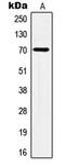 Heat Shock Protein Family A (Hsp70) Member 8 antibody, MBS821287, MyBioSource, Western Blot image 