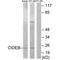 Cell Death Inducing DFFA Like Effector B antibody, A07404, Boster Biological Technology, Western Blot image 