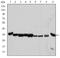 Cyclin Dependent Kinase 1 antibody, MA5-15823, Invitrogen Antibodies, Western Blot image 