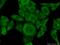 Coenzyme A Synthase antibody, 12991-1-AP, Proteintech Group, Immunofluorescence image 