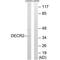 2,4-Dienoyl-CoA Reductase 2 antibody, PA5-50080, Invitrogen Antibodies, Western Blot image 
