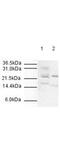 Anaphase Promoting Complex Subunit 10 antibody, PA1-31765, Invitrogen Antibodies, Western Blot image 