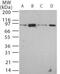 TLR11 antibody, PA1-41037, Invitrogen Antibodies, Western Blot image 