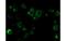 O-Sialoglycoprotein Endopeptidase antibody, MBS832288, MyBioSource, Immunofluorescence image 