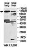 Rho GTPase Activating Protein 20 antibody, orb78399, Biorbyt, Western Blot image 