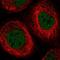 Elongator Acetyltransferase Complex Subunit 4 antibody, HPA038572, Atlas Antibodies, Immunocytochemistry image 