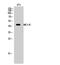 Melanocortin receptor 5 antibody, A07019-1, Boster Biological Technology, Western Blot image 