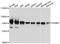B Cell Scaffold Protein With Ankyrin Repeats 1 antibody, A10312, ABclonal Technology, Western Blot image 