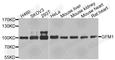 G Elongation Factor Mitochondrial 1 antibody, A5077, ABclonal Technology, Western Blot image 